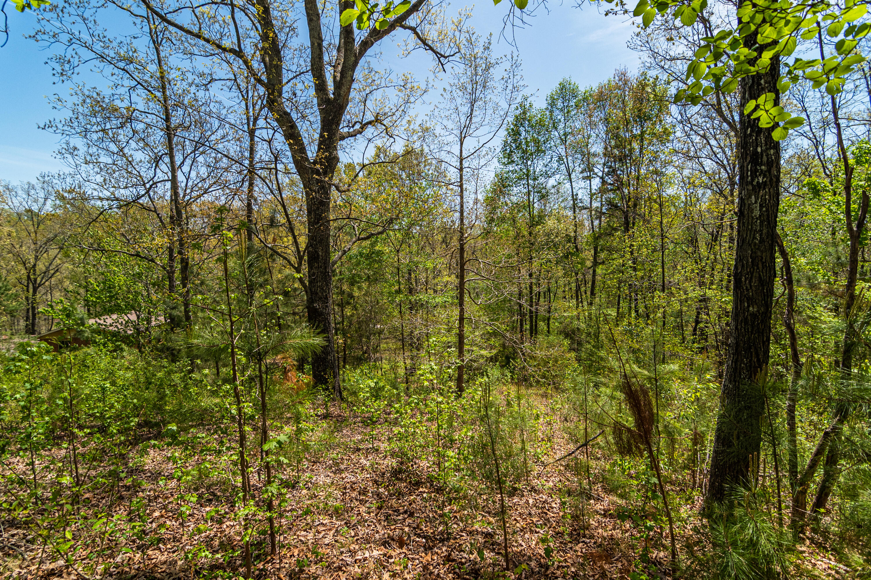 4225 McDonald Road Apison, TN 37302 - Photo 11 of 36 4225 McDonald Rd Woods_Land (7 of 23) -