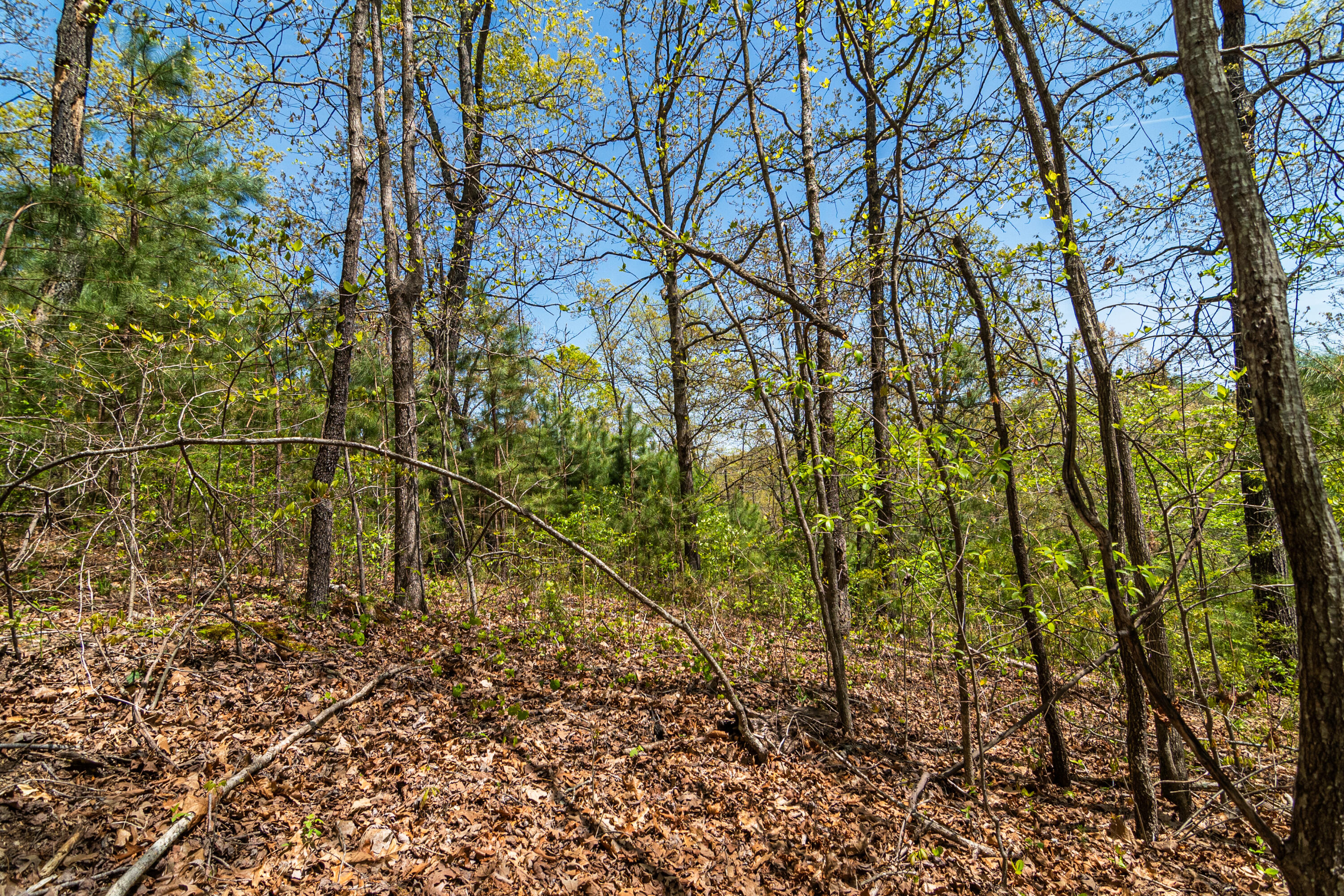 4225 McDonald Road Apison, TN 37302 - Photo 12 of 36 4225 McDonald Rd Woods_Land (9 of 23)