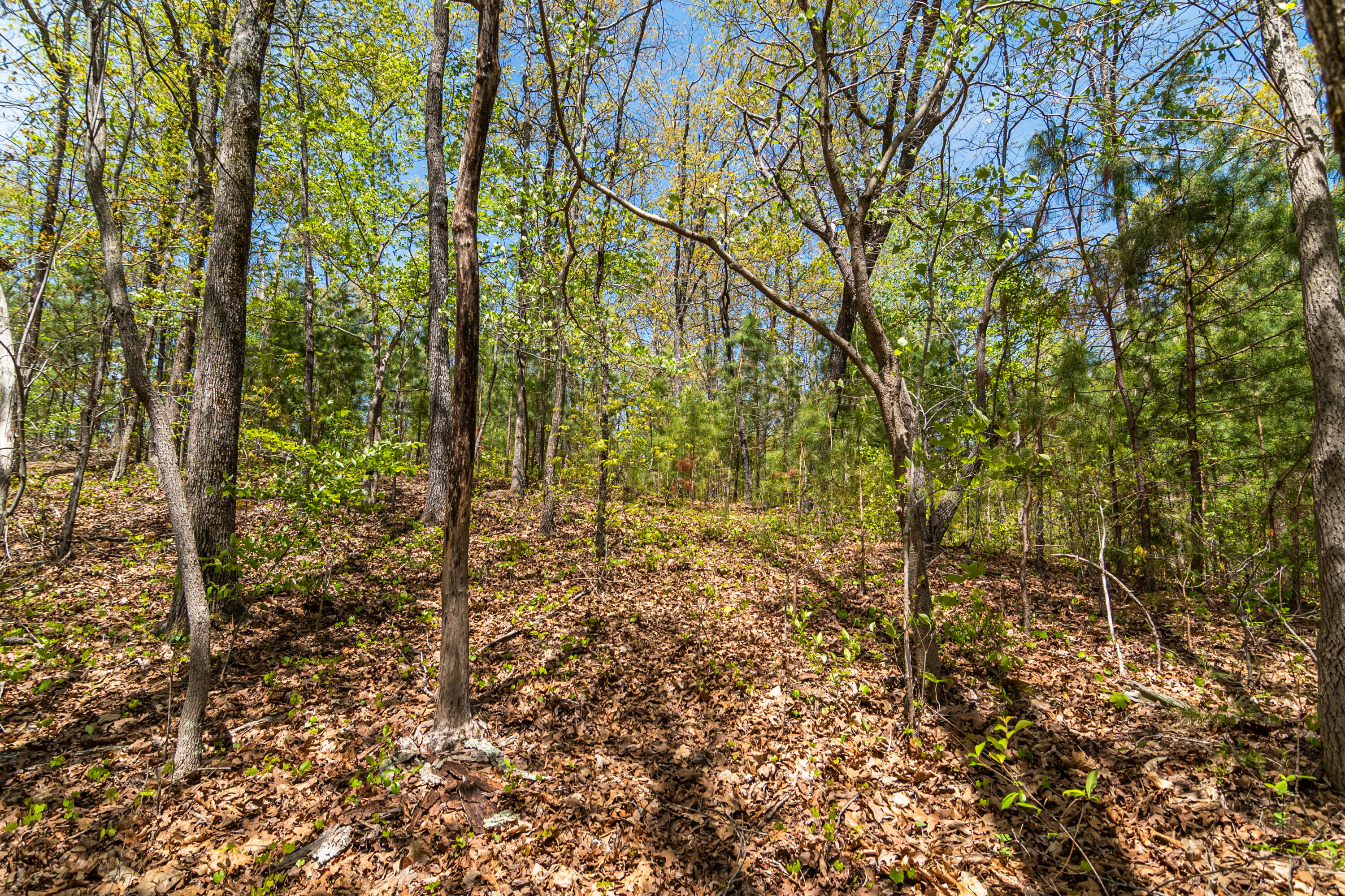 4225 McDonald Road Apison, TN 37302 - Photo 13 of 36 4225 McDonald Rd Woods_Land (10 of 23) -