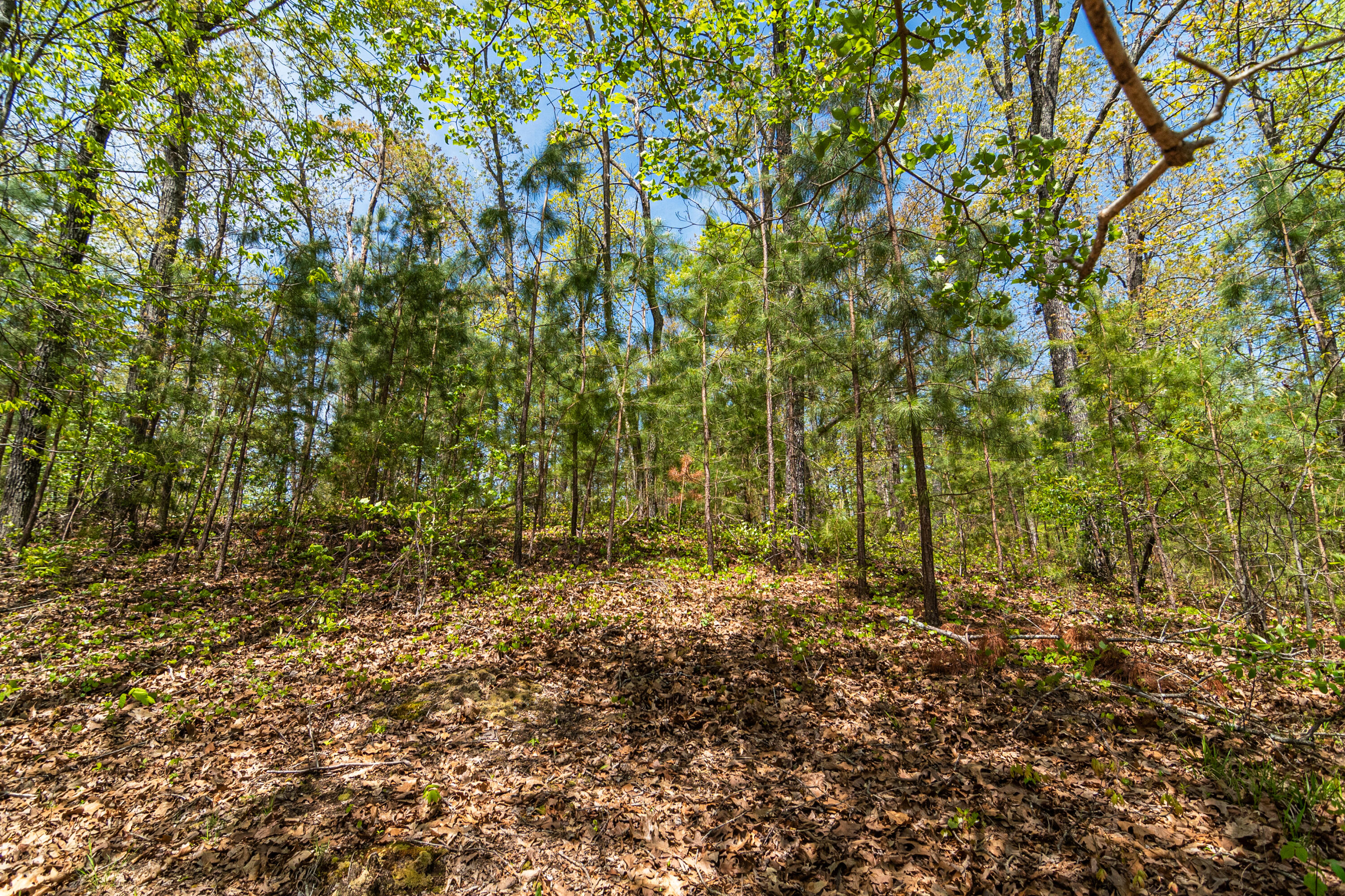 4225 McDonald Road Apison, TN 37302 - Photo 14 of 36 4225 McDonald Rd Woods_Land (11 of 23)