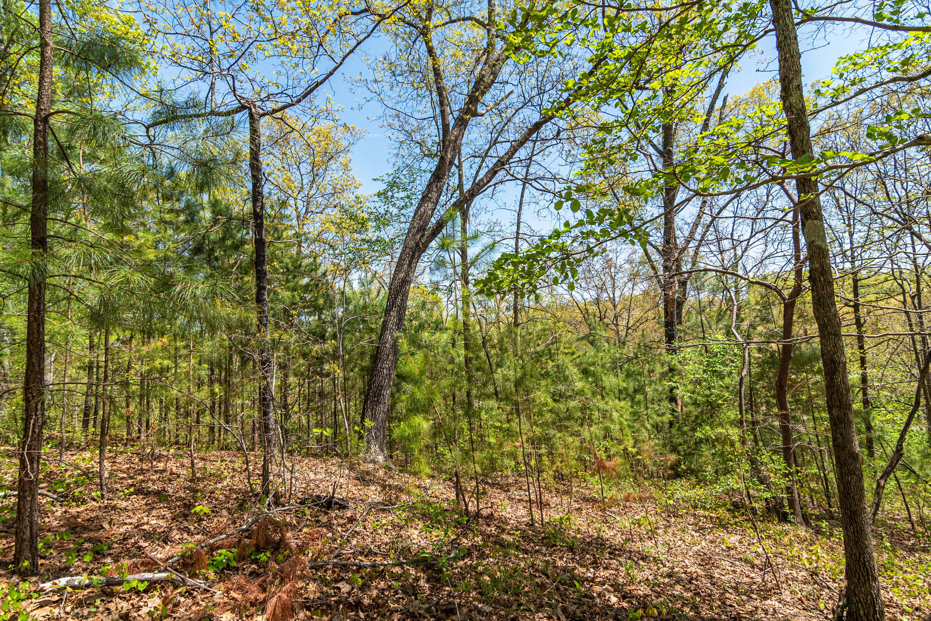 4225 McDonald Road Apison, TN 37302 - Photo 15 of 36 4225 McDonald Rd Woods_Land (12 of 23)