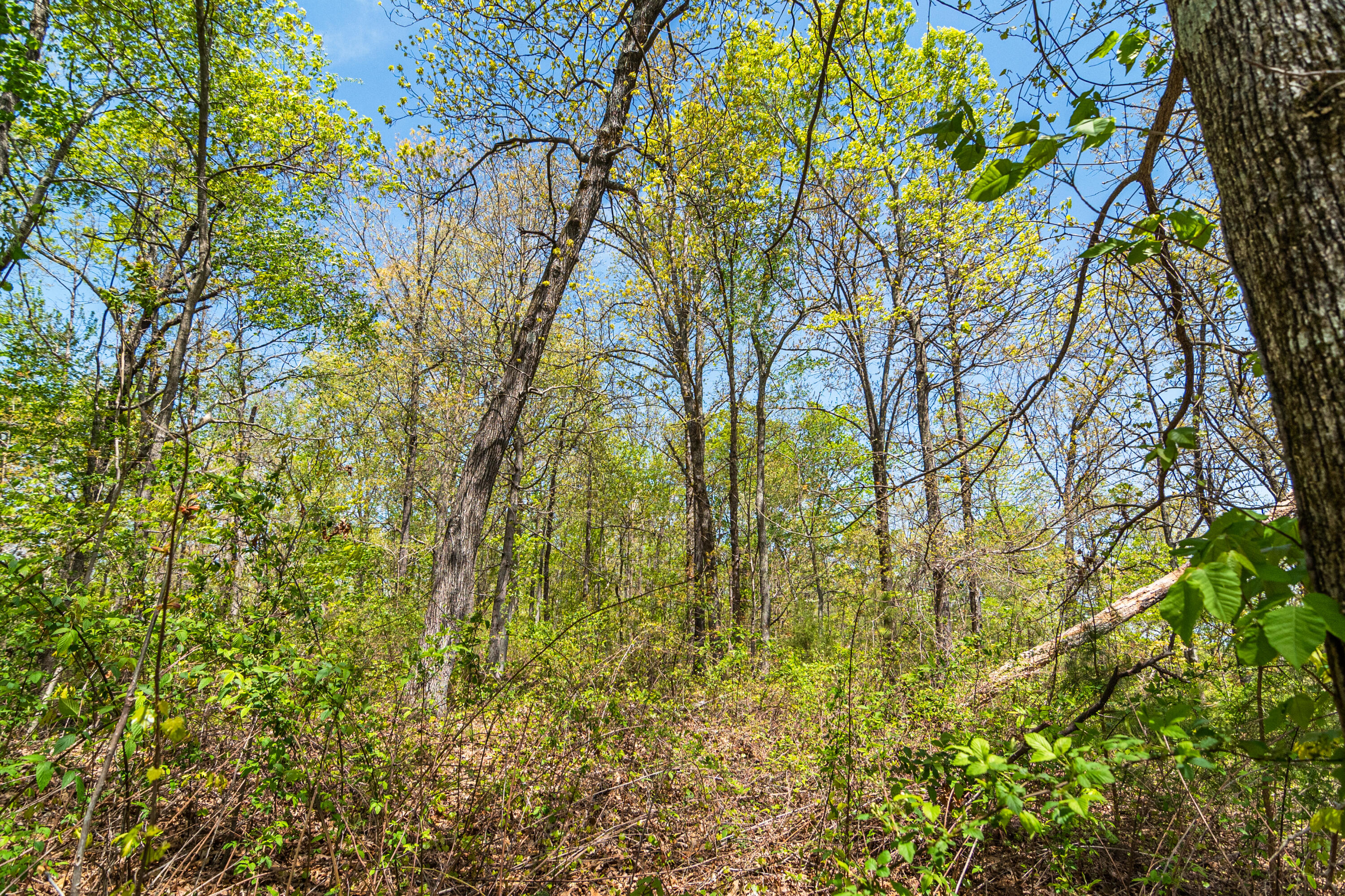 4225 McDonald Road Apison, TN 37302 - Photo 16 of 36 4225 McDonald Rd Woods_Land (13 of 23)
