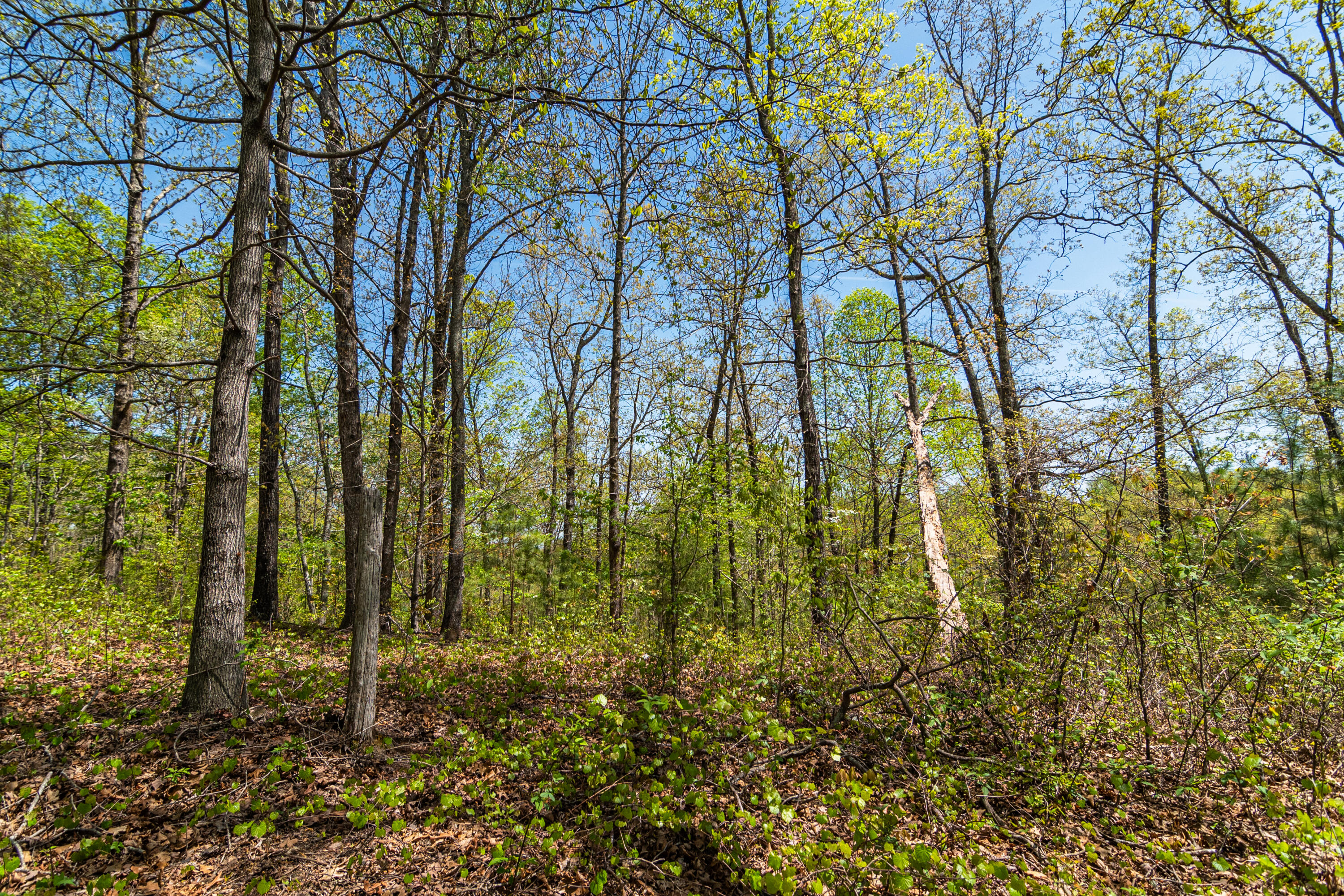 4225 McDonald Road Apison, TN 37302 - Photo 17 of 36 4225 McDonald Rd Woods_Land (14 of 23) -