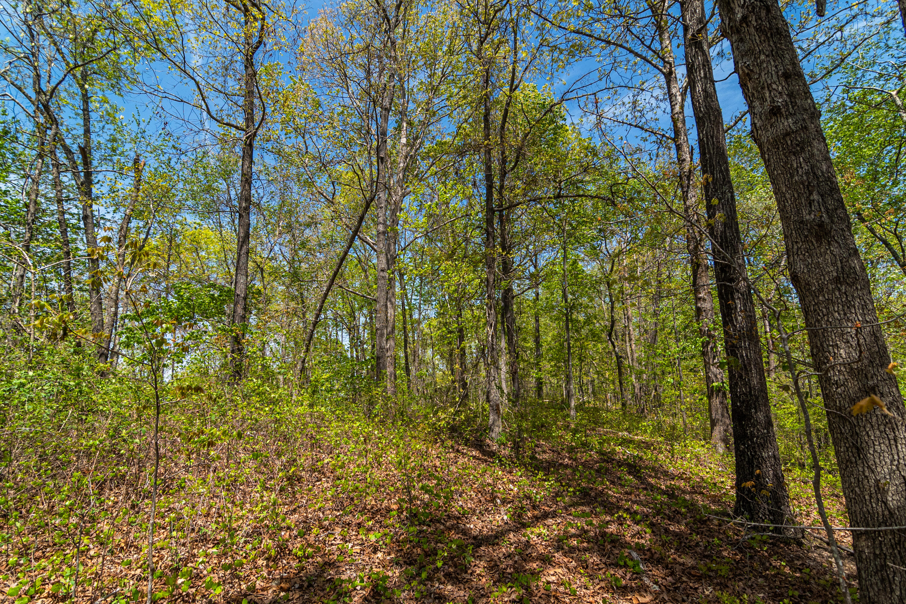 4225 McDonald Road Apison, TN 37302 - Photo 18 of 36 4225 McDonald Rd Woods_Land (15 of 23)