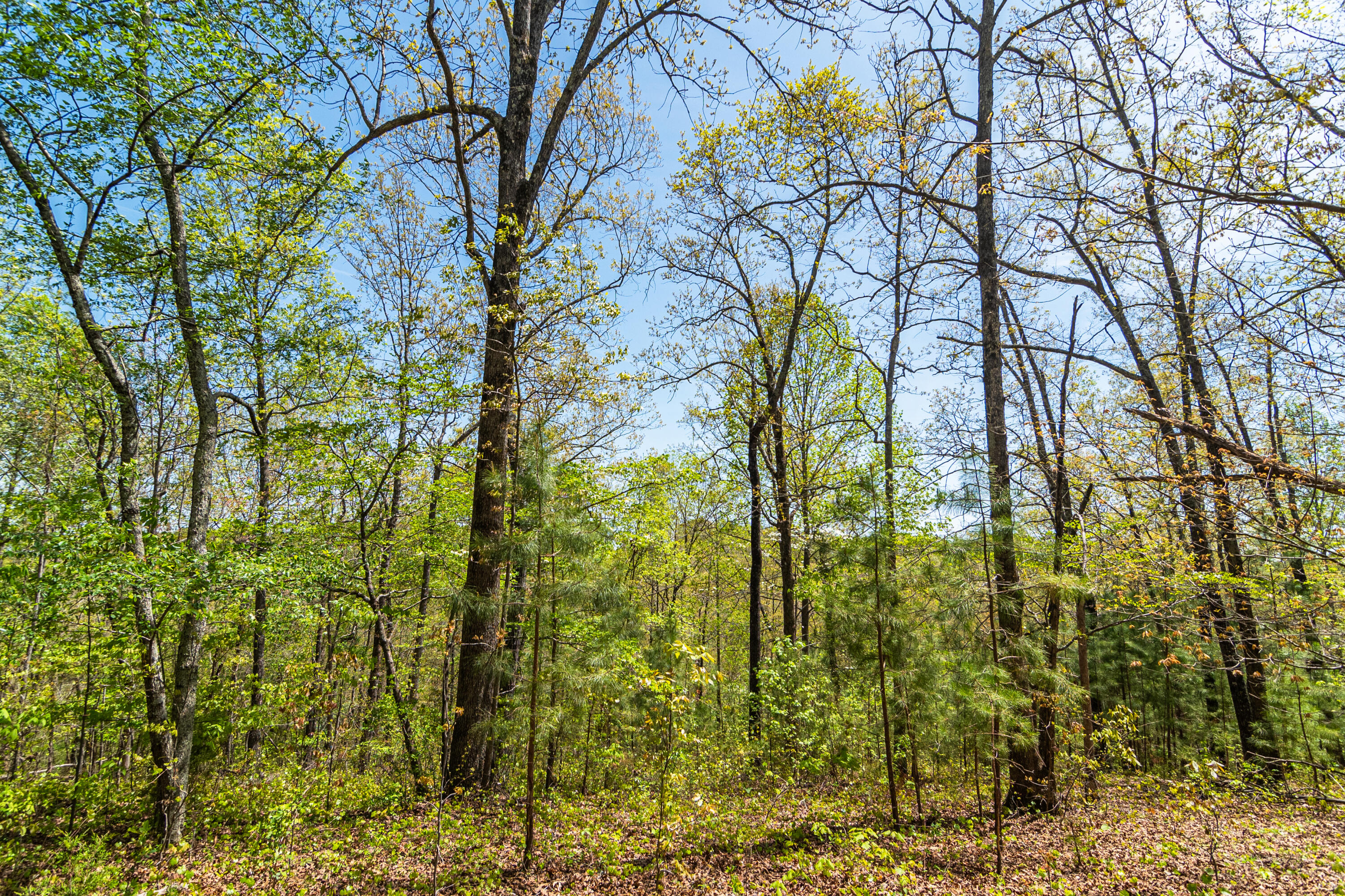 4225 McDonald Road Apison, TN 37302 - Photo 19 of 36 4225 McDonald Rd Woods_Land (17 of 23)