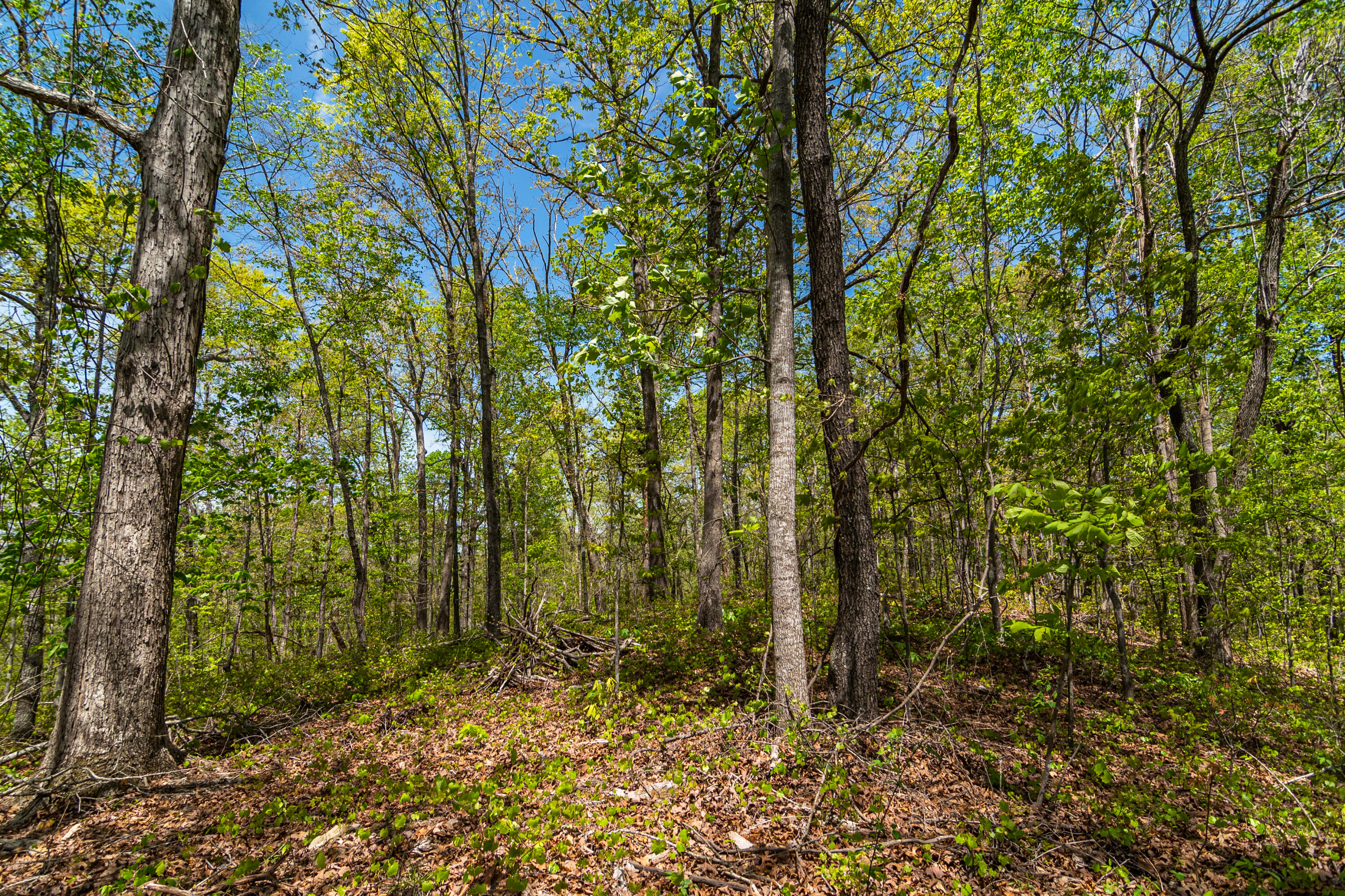 4225 McDonald Road Apison, TN 37302 - Photo 20 of 36 4225 McDonald Rd Woods_Land (18 of 23)