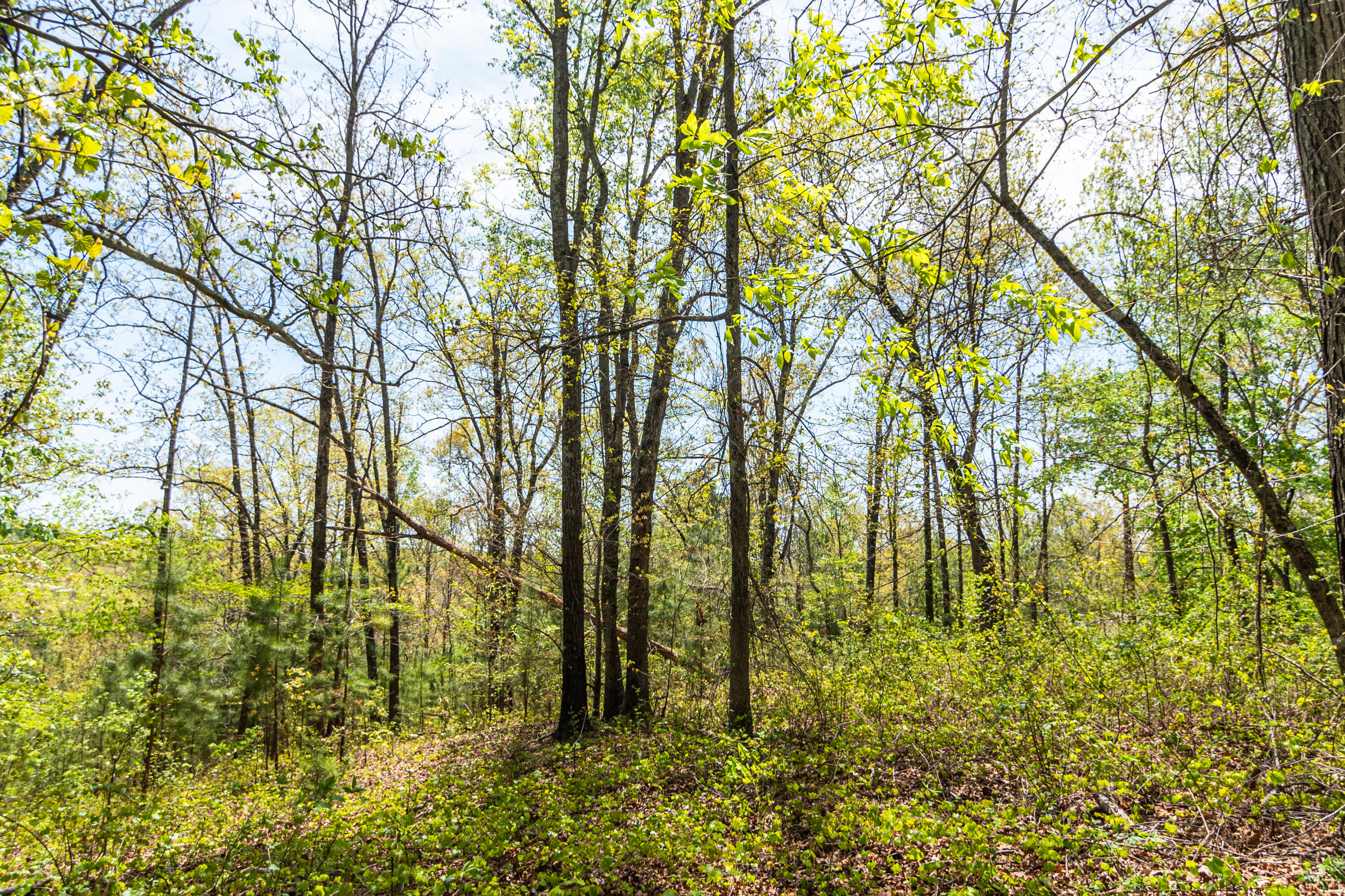 4225 McDonald Road Apison, TN 37302 - Photo 21 of 36 4225 McDonald Rd Woods_Land (19 of 23) -