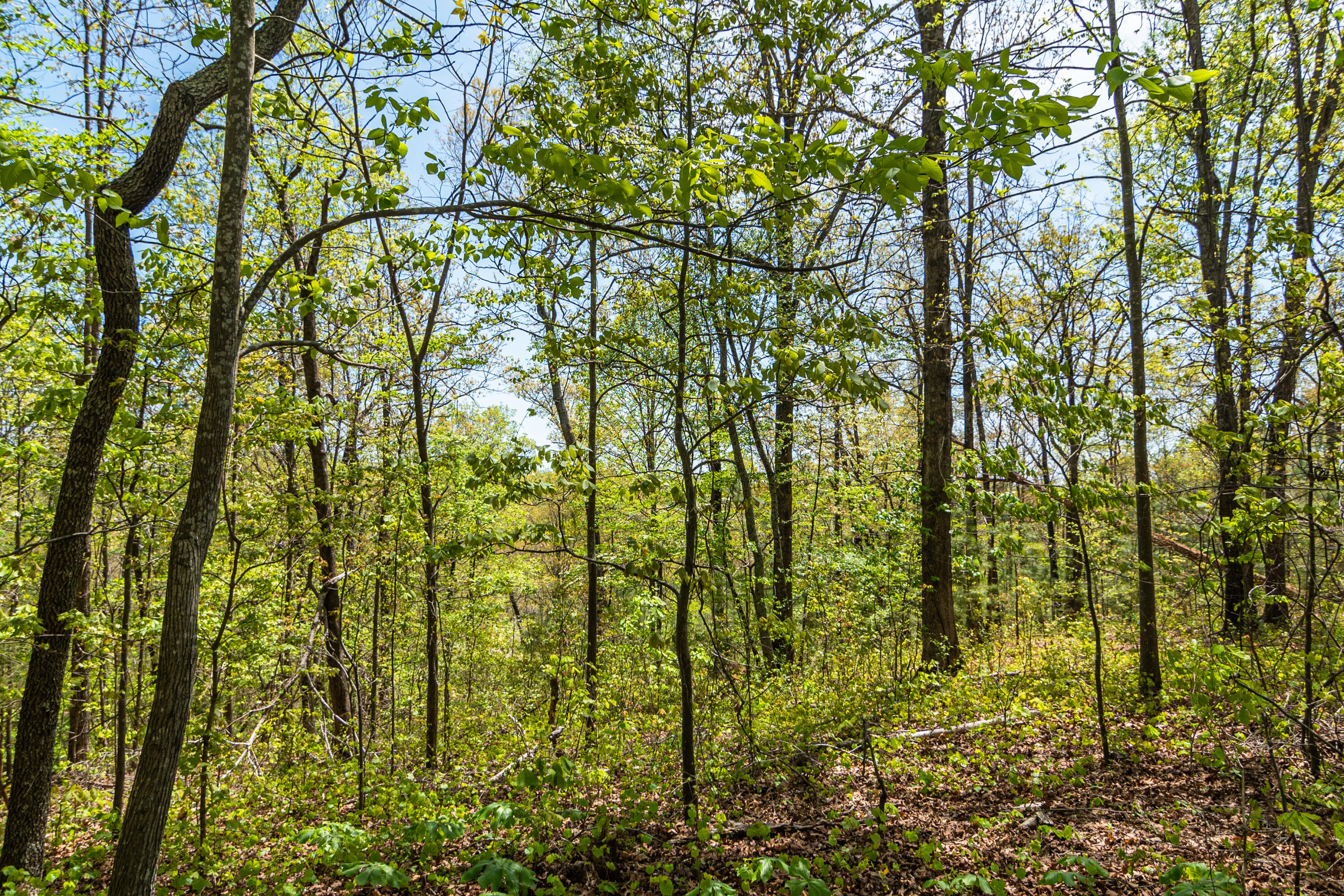 4225 McDonald Road Apison, TN 37302 - Photo 22 of 36 4225 McDonald Rd Woods_Land (20 of 23)