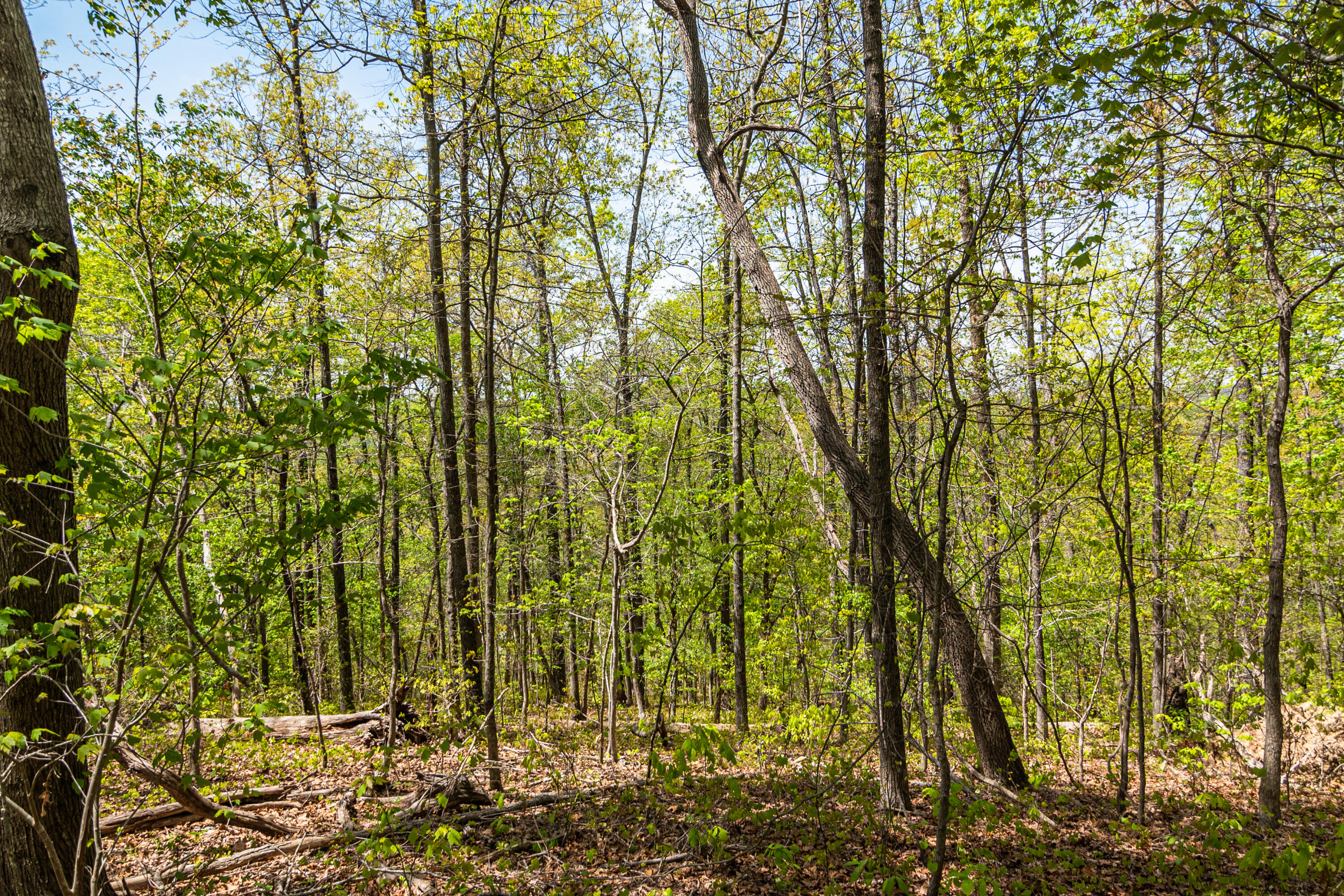 4225 McDonald Road Apison, TN 37302 - Photo 23 of 36 4225 McDonald Rd Woods_Land (22 of 23) -