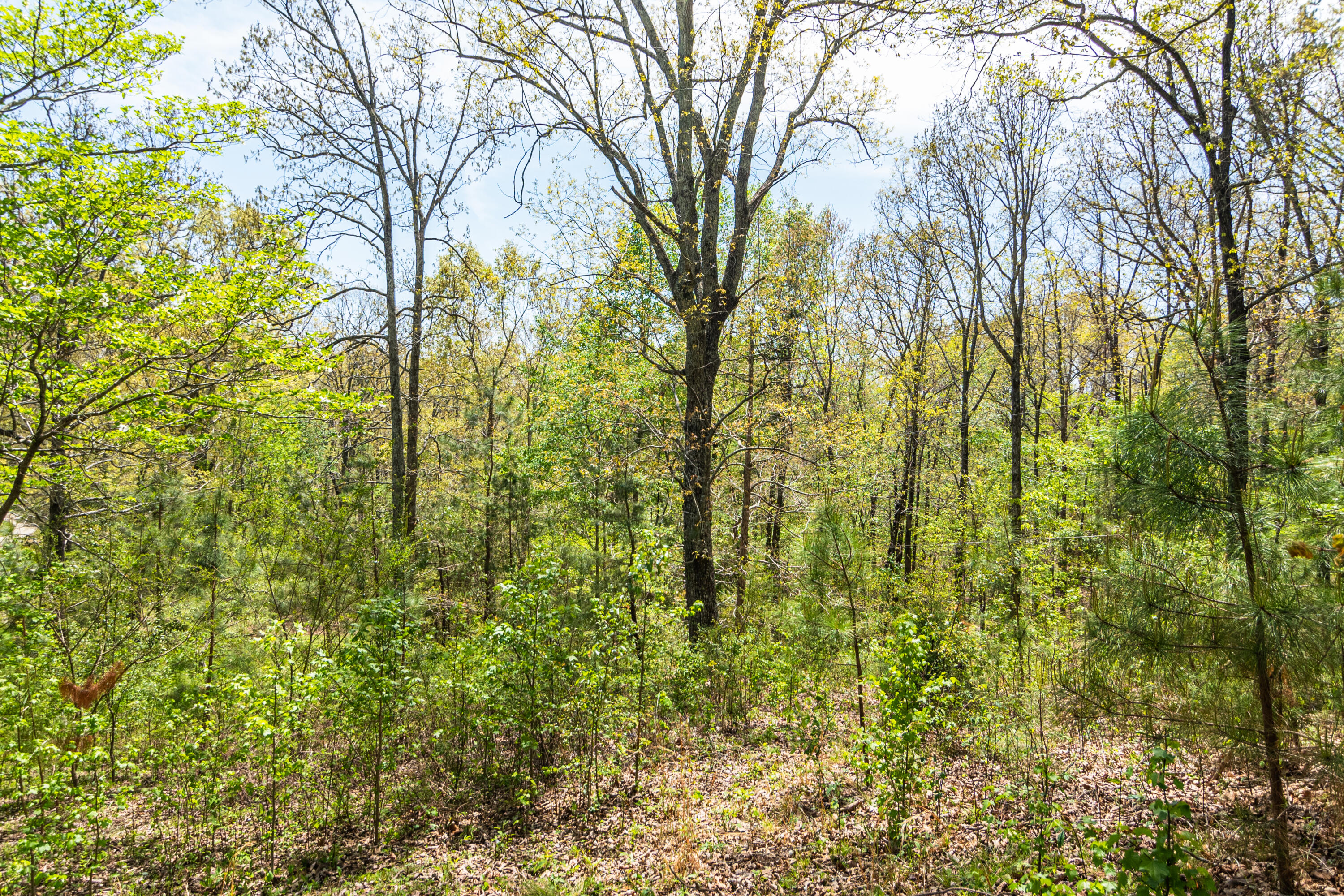 4225 McDonald Road Apison, TN 37302 - Photo 24 of 36 4225 McDonald Rd Woods_Land (23 of 23) -