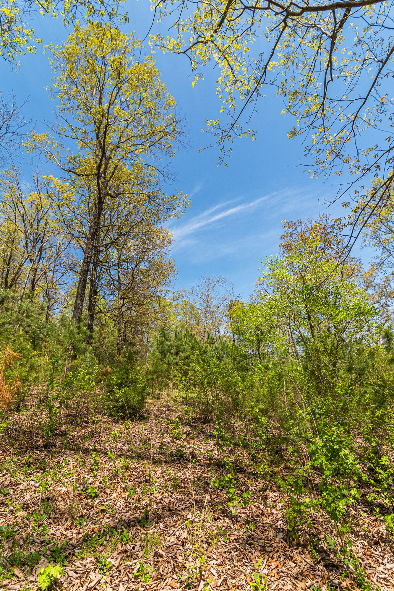 4225 McDonald Road Apison, TN 37302 - Photo 9 of 36 4225 McDonald Rd Woods_Land (3 of 23) -