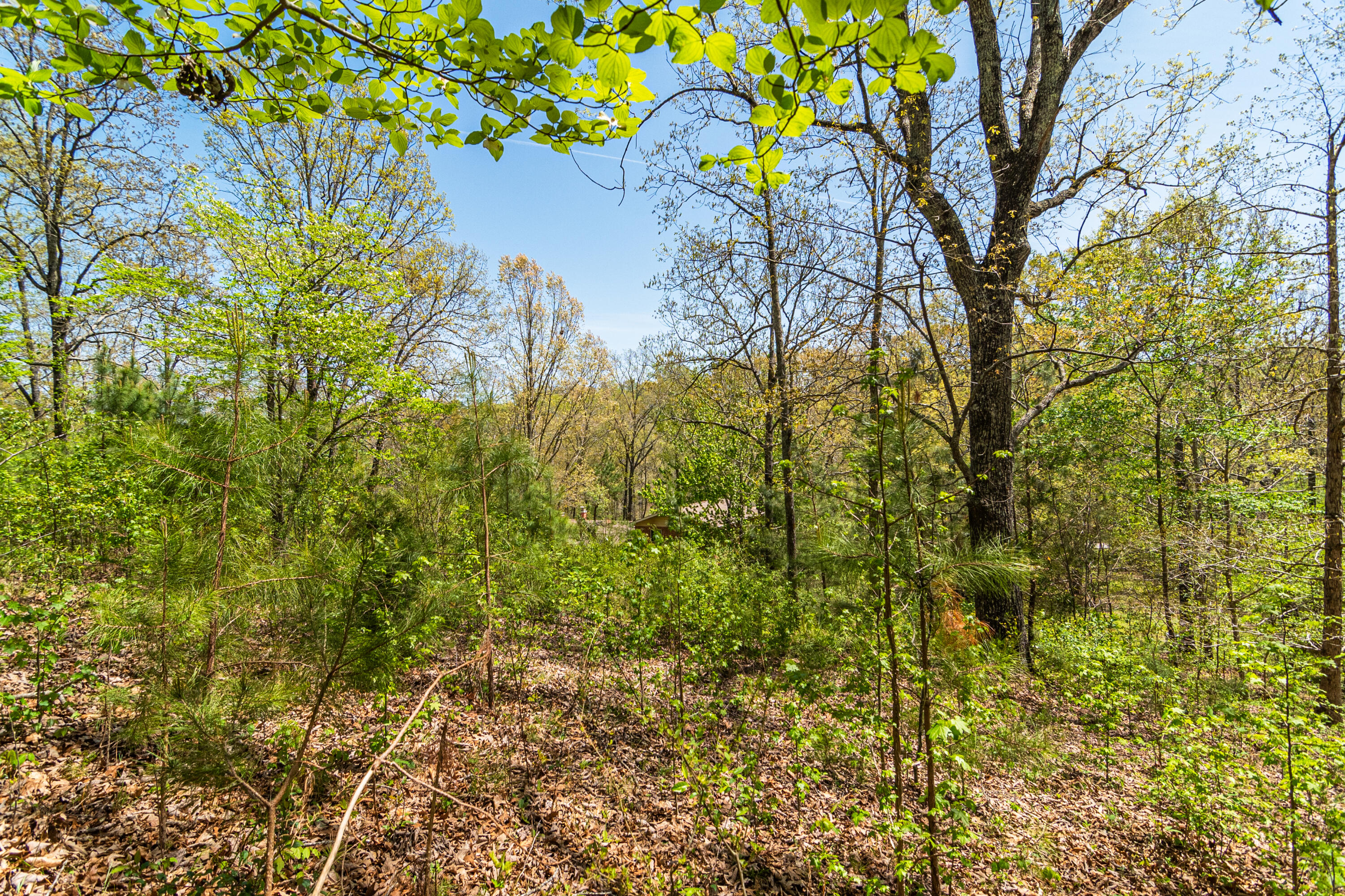 4225 McDonald Road Apison, TN 37302 - Photo 10 of 36 4225 McDonald Rd Woods_Land (6 of 23)