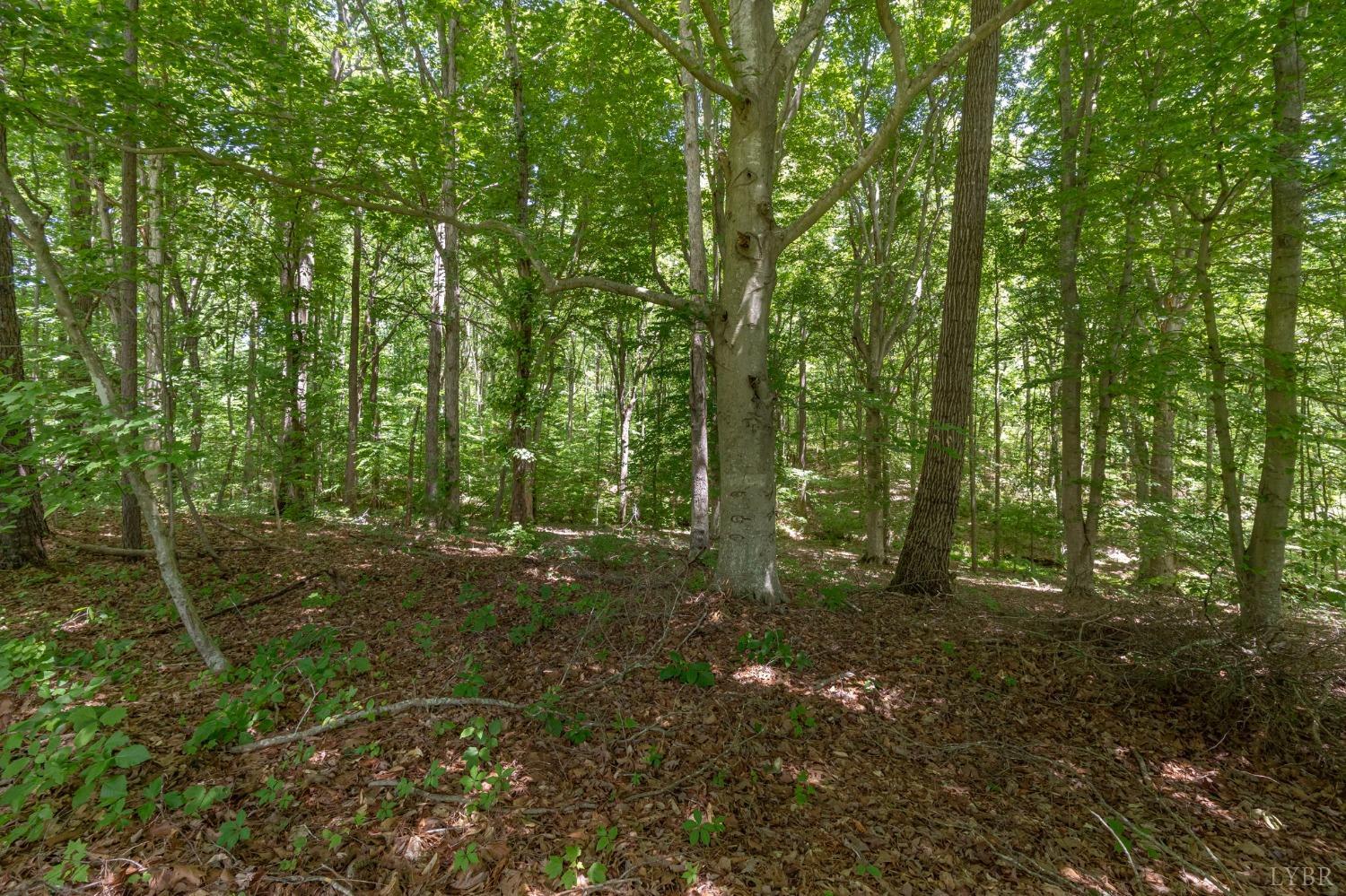 211 Shumaker Road Buckingham, VA 23921 - Photo 30 of 39 a view of a forest with trees
