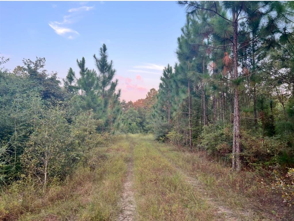 0 Paul McMillian Road Merryville, LA 70653 - Photo 5 of 19