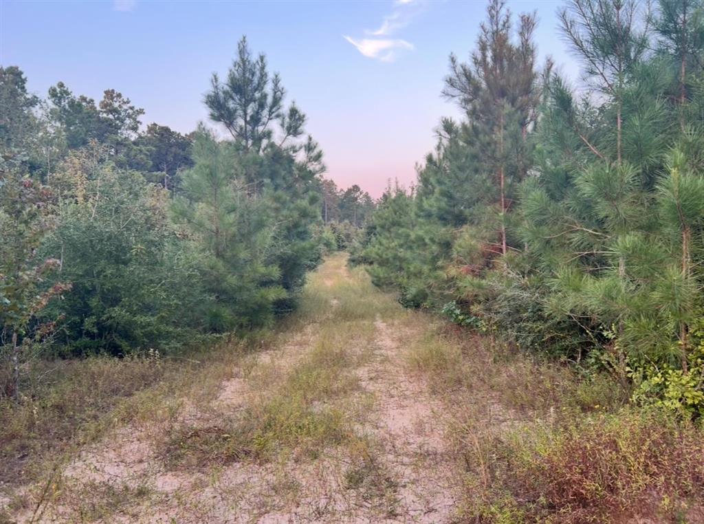 0 Paul McMillian Road Merryville, LA 70653 - Photo 9 of 19