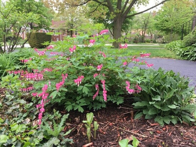 141 Barrypoint Road Riverside, IL 60546 - Photo 17 of 19 a view of yard with flowers and tree