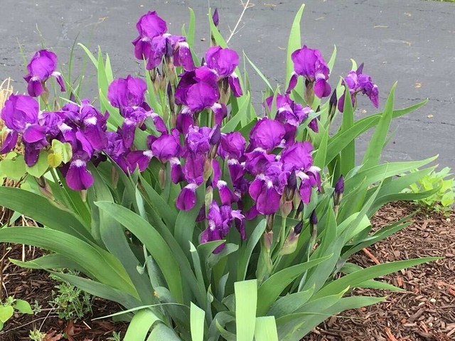 141 Barrypoint Road Riverside, IL 60546 - Photo 18 of 19 a view of a flower