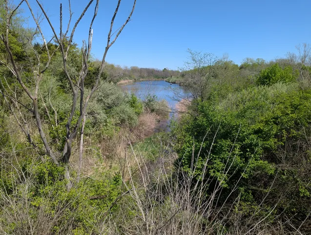 a view of a yard in a forest