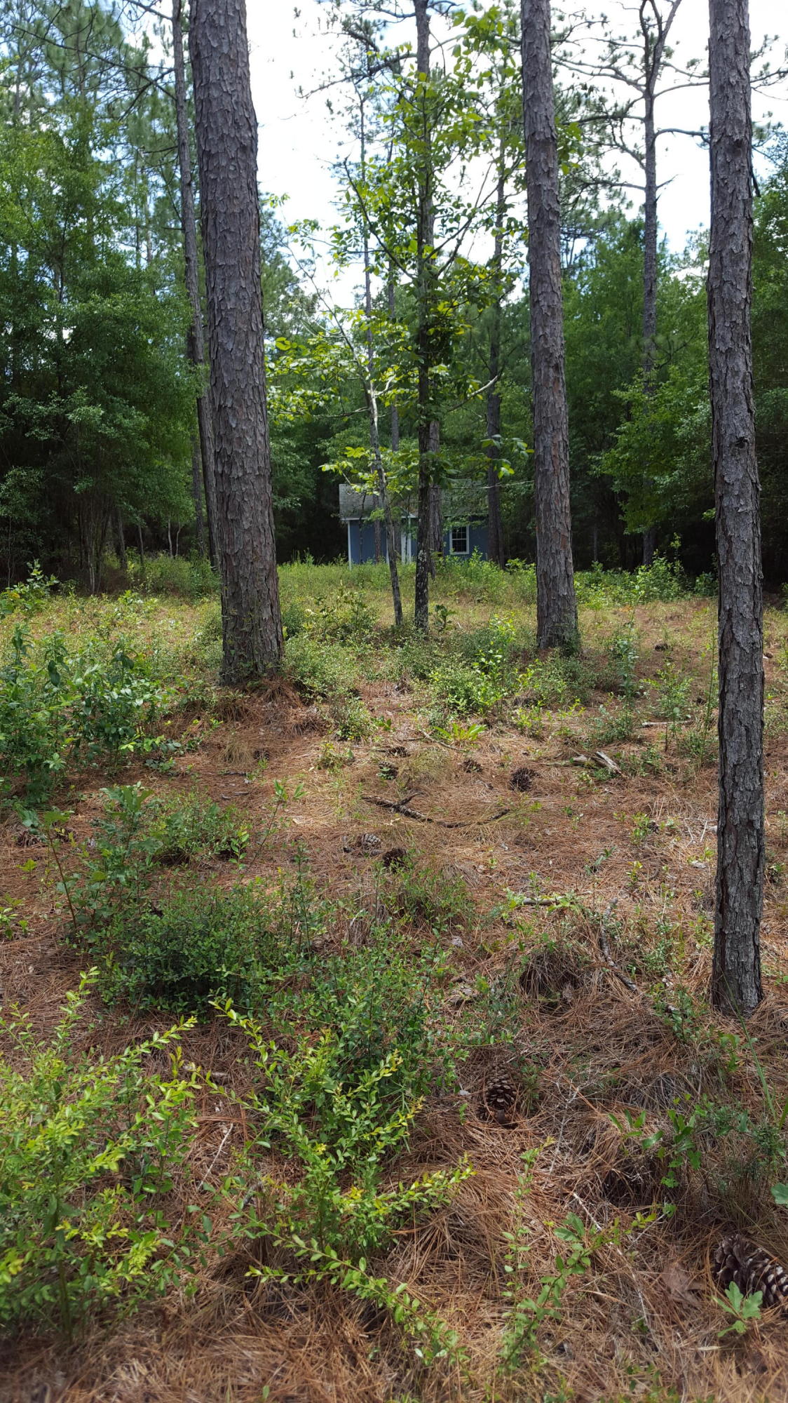 3941 Indian Mound Road Crestview, FL 32539 - Photo 4 of 5 a view of a forest with trees in the background
