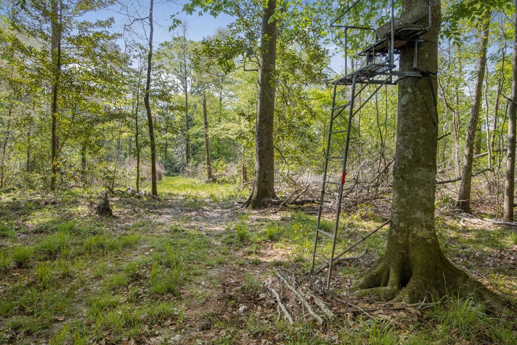 0 Red Bluff Church Road Greensburg, LA 70441 - Photo 9 of 13 Photo 9