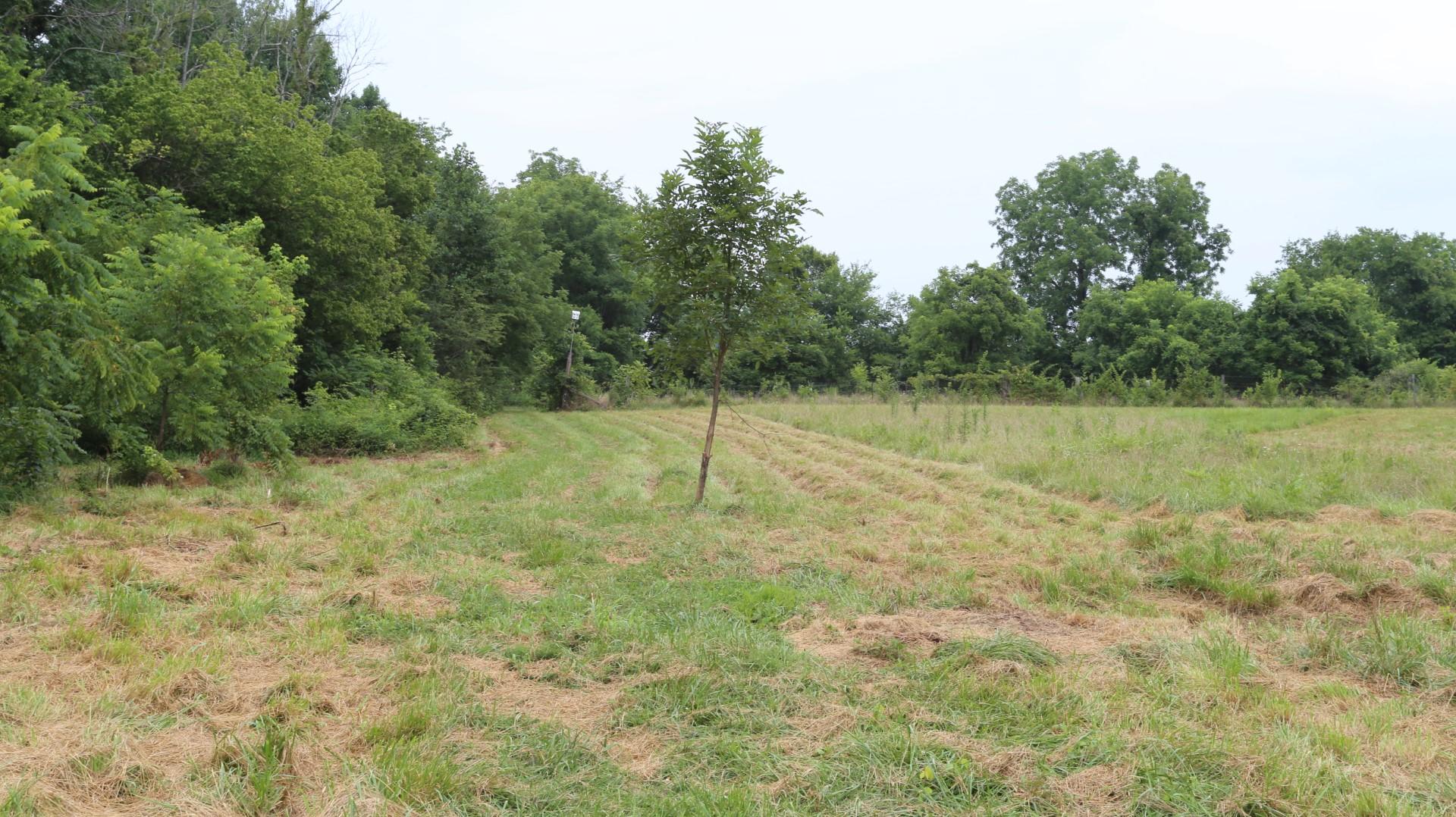 42.98-acre 42.98-acre Mars Hill Rd Spring Spring City, TN 37381 - Photo 16 of 23 IMG_2872
