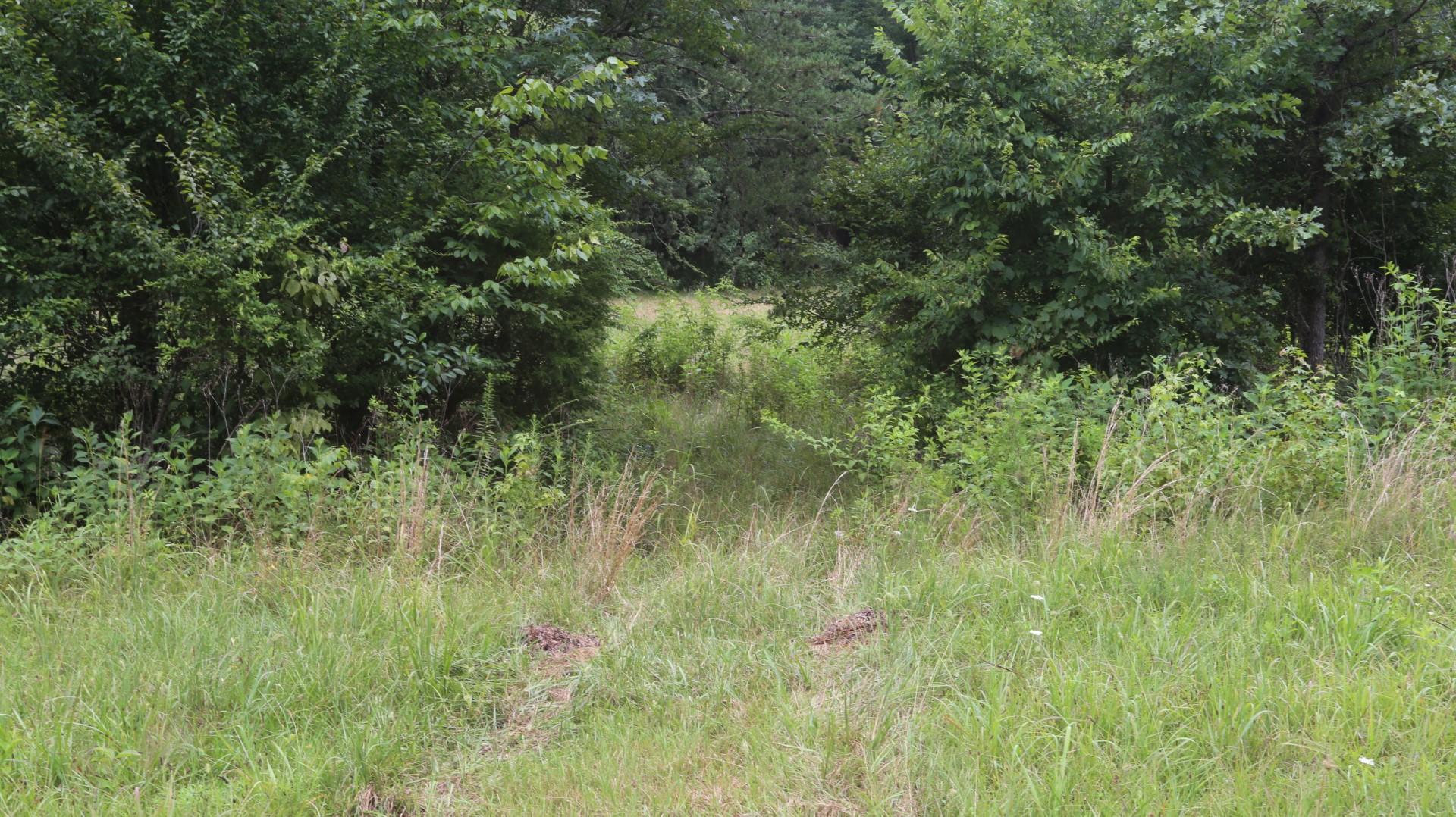 42.98-acre 42.98-acre Mars Hill Rd Spring Spring City, TN 37381 - Photo 17 of 23 IMG_2874