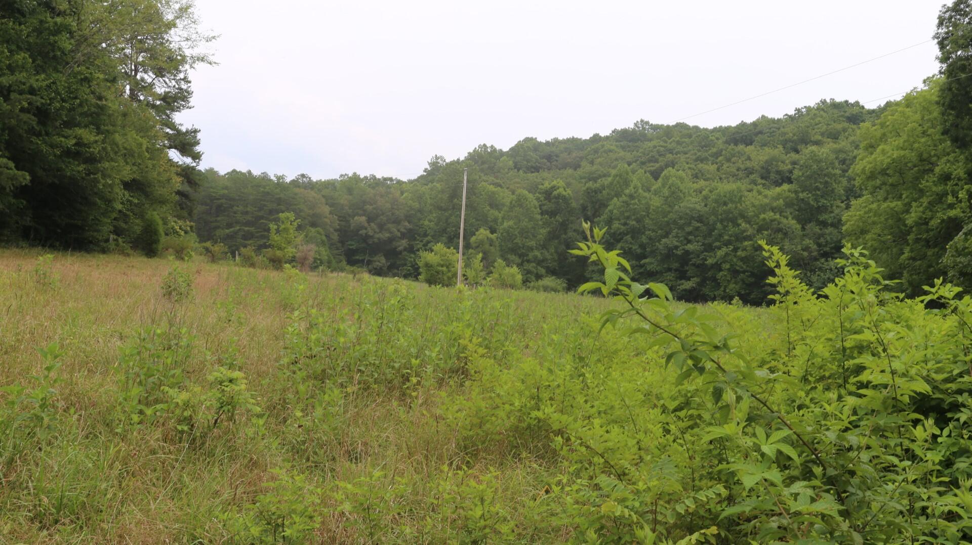 42.98-acre 42.98-acre Mars Hill Rd Spring Spring City, TN 37381 - Photo 18 of 23 IMG_2880