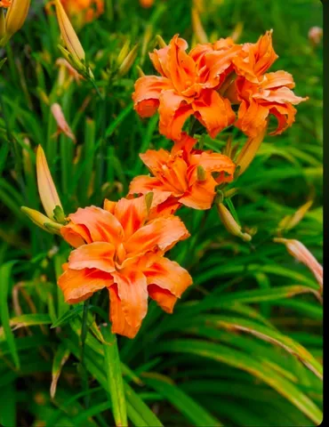 $300,000 | 1175 Summertown Highway, Hohenwald, TN 38462