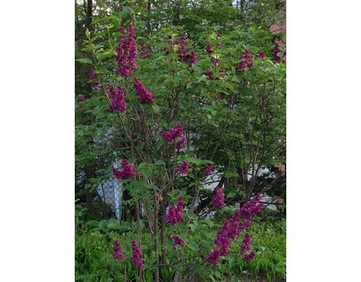 51 Morningside Road Needham, MA 02492 - Photo 8 of 27 a view of a flower garden in a bunch