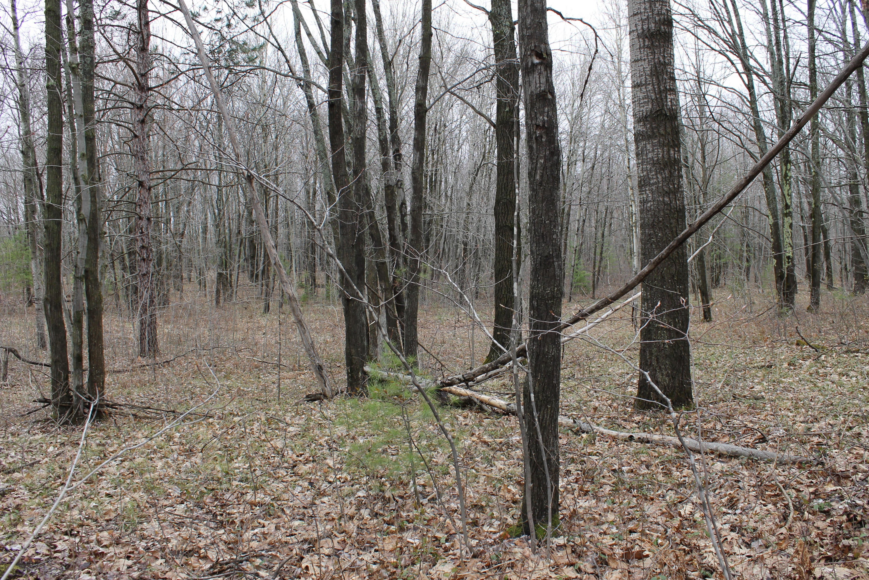 South Extension Road Indian River, MI 49749 - Photo 14 of 19 Gallery Image 14