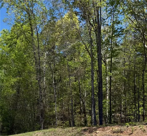 a view of a large tree