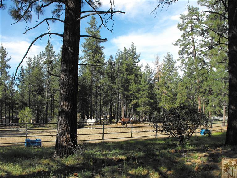 59320 Devils Ladder Road Mountain Center, CA 92561 - Photo 18 of 19 a view of park with tree s