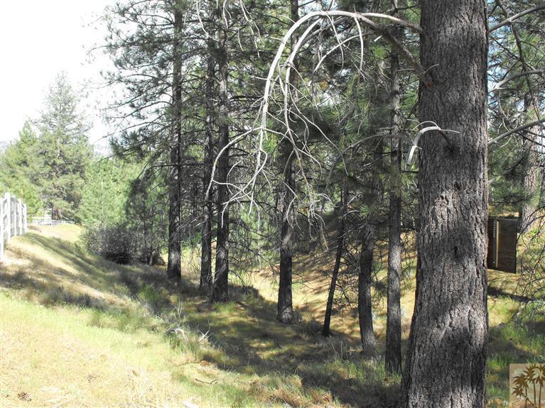 59320 Devils Ladder Road Mountain Center, CA 92561 - Photo 5 of 19 a view of outdoor space and trees
