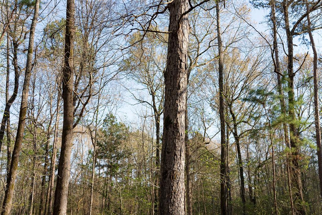 0 Off Of State Highway Rusk, TX 75785 - Photo 13 of 40
