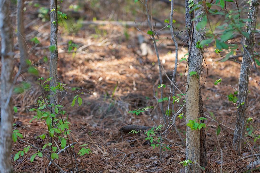 0 Off Of State Highway Rusk, TX 75785 - Photo 17 of 40