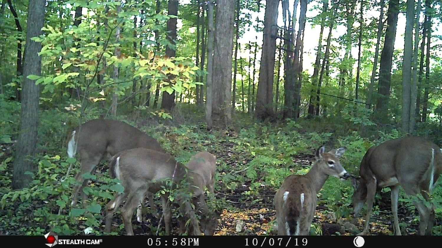11393 Townsend Road Milan, MI 48160 - Photo 1 of 11 Photo 1