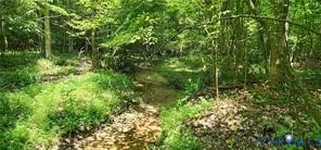 1380 Jasmine Road Goochland, VA 23063 - Photo 11 of 12 a view of a lush green forest