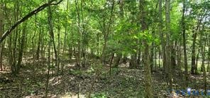 1380 Jasmine Road Goochland, VA 23063 - Photo 3 of 9 a view of a lush green forest