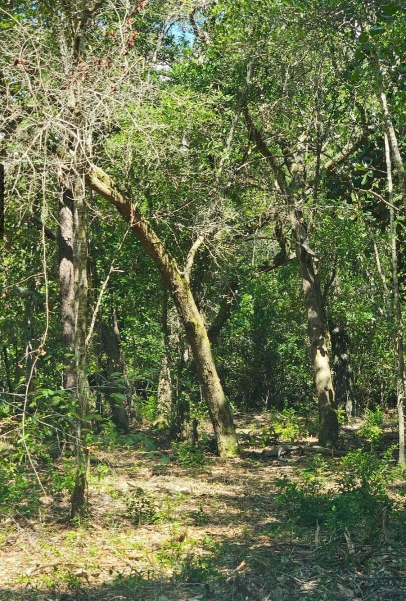 1-2 Gum Street Freeport, FL 32439 - Photo 1 of 3 a view of a yard with a tree