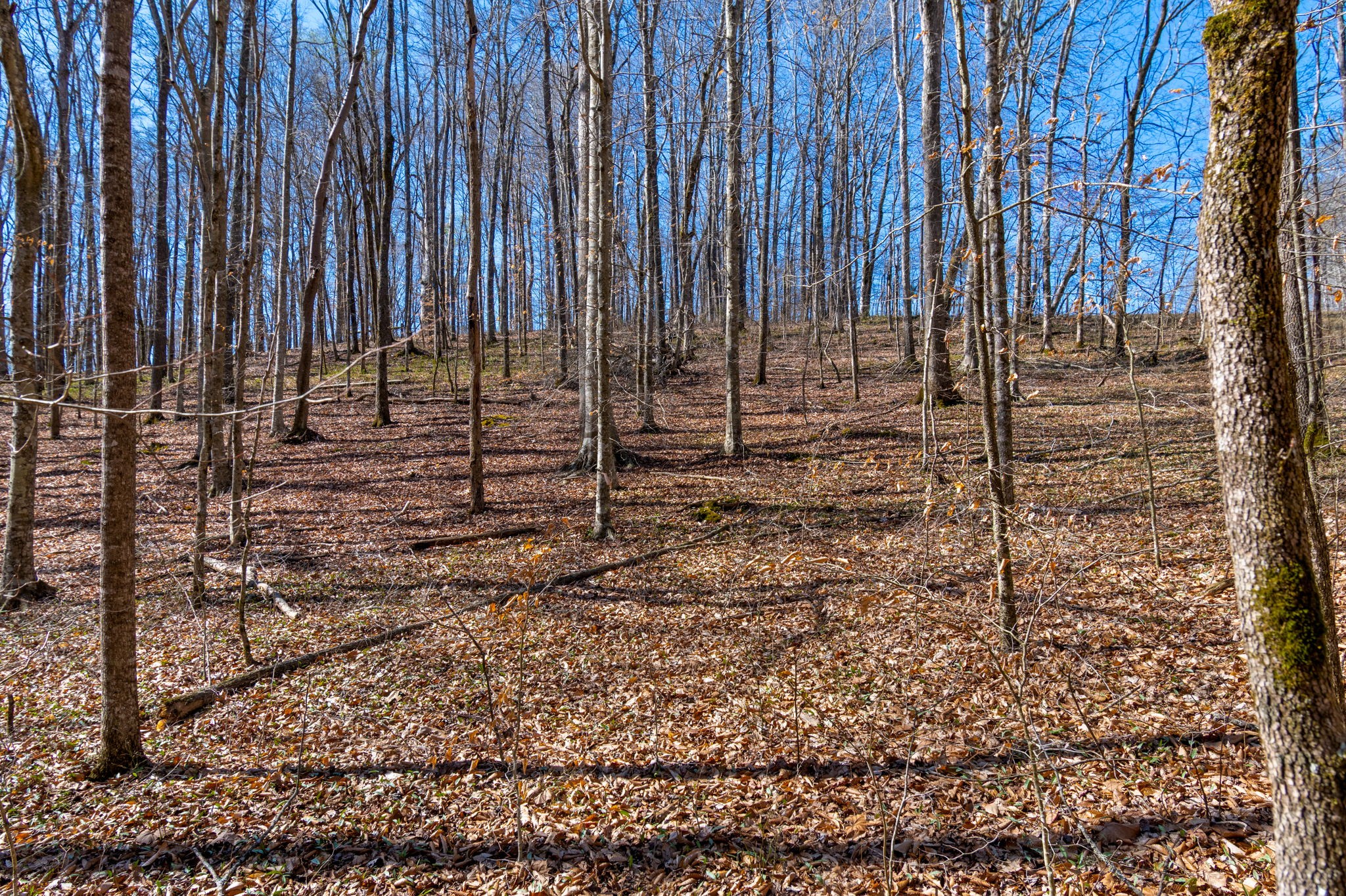 801 Collier Bend Road Charlotte, TN 37036 - Photo 43 of 84