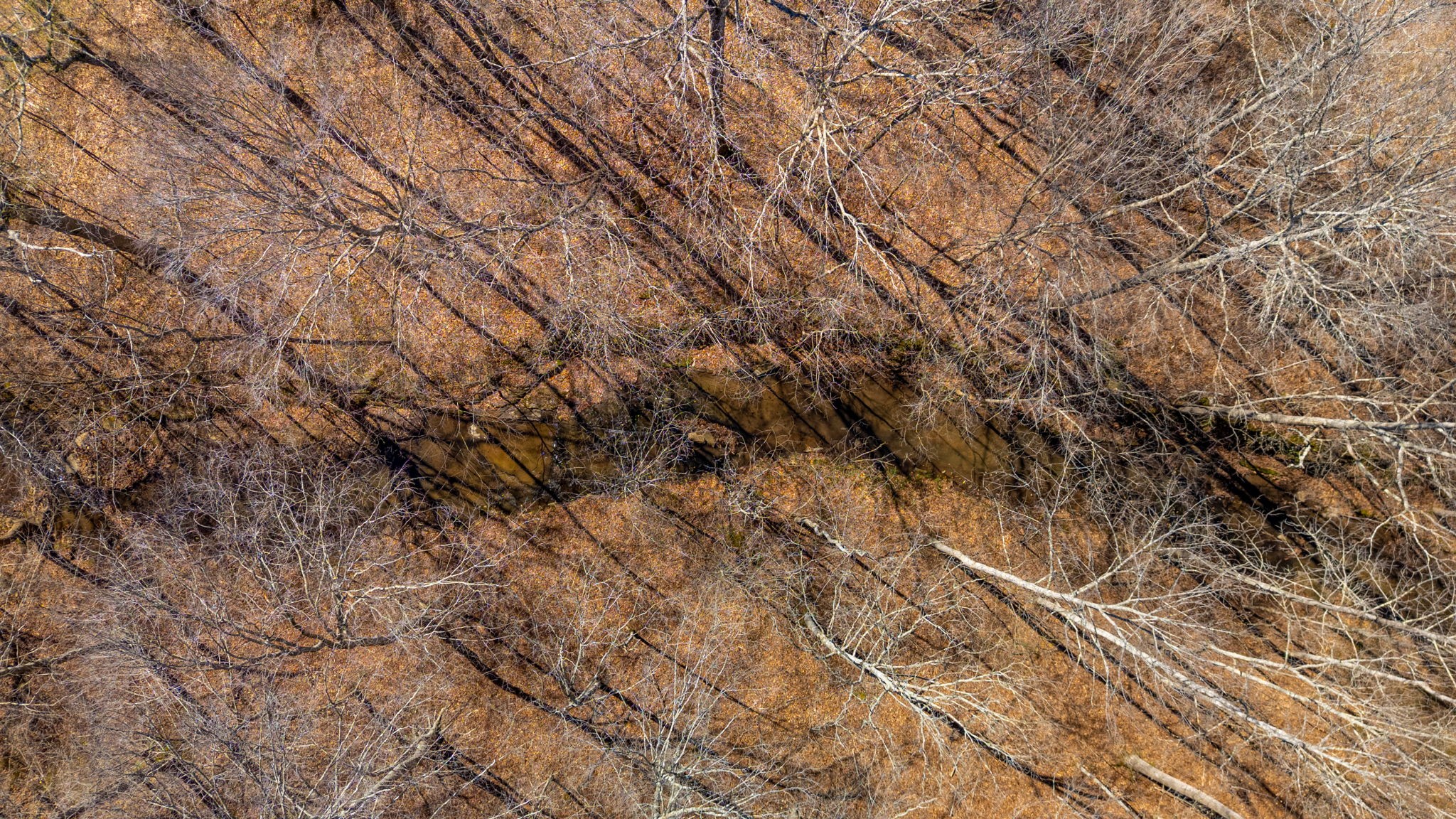 801 Collier Bend Road Charlotte, TN 37036 - Photo 82 of 84