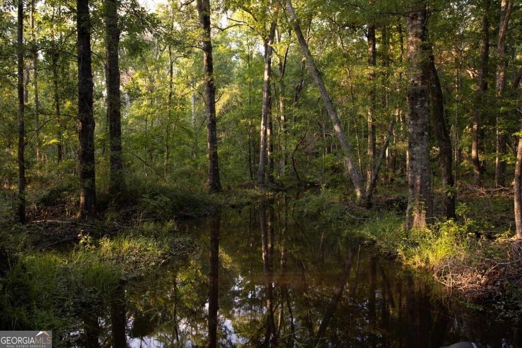 426 Wadley Coleman Lake Road Swainsboro, GA 30401 - Photo 78 of 79 a view of a forest with a tree