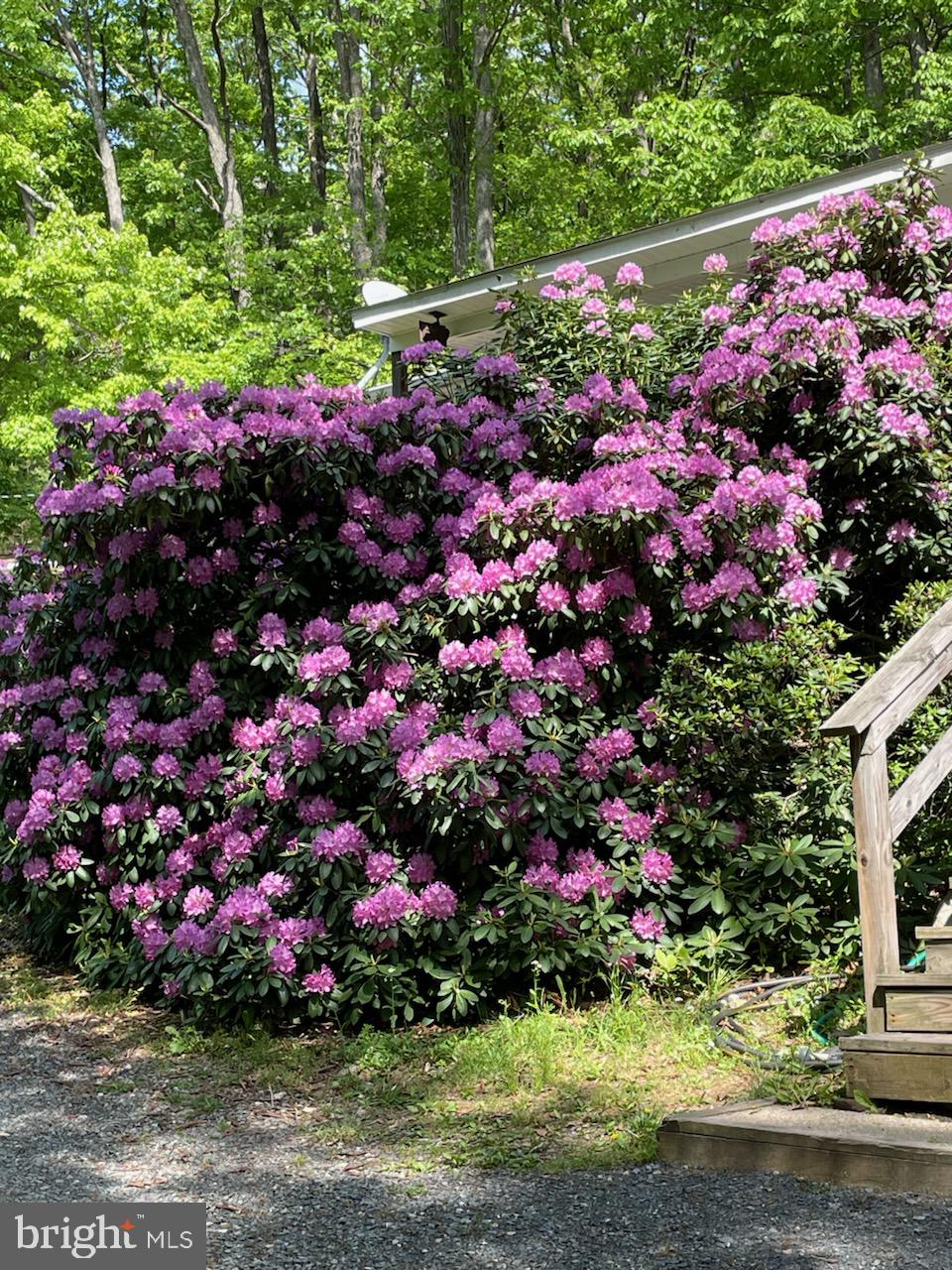 170 Frye Path Road Gore, VA 22637 - Photo 46 of 50 a view of a flower