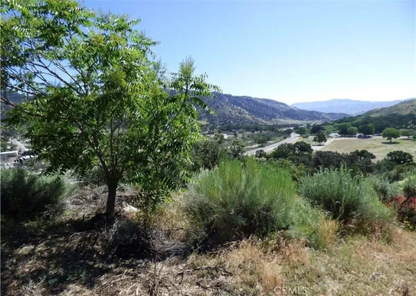 a view of a lush green forest with a mountain