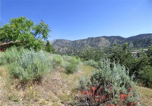 a view of a lush green forest with trees in the background