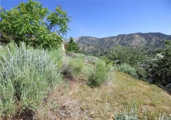 a view of a lush green field with lots of bushes