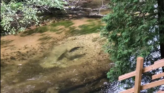 $435,000 | 9629 North Kings Point, Irons, MI 49644