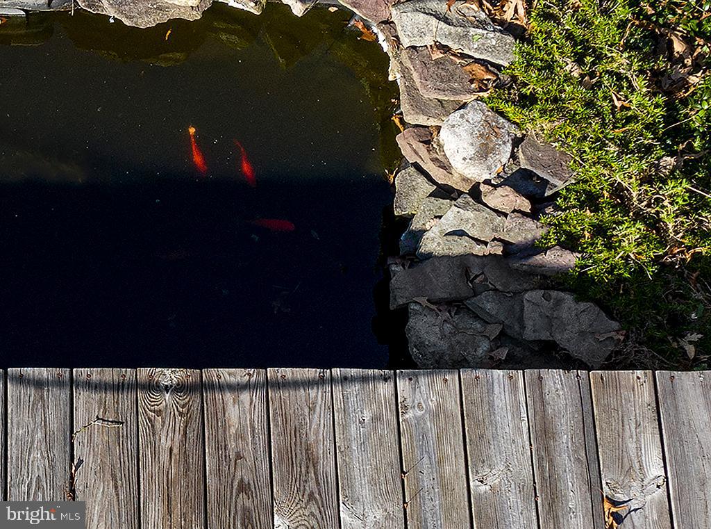 25140 Mary Road Georgetown, DE 19947 - Photo 14 of 45 Koi Pond-Includes Fish!