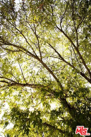 a view of palm trees