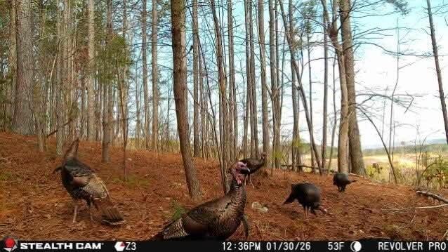 74-acs Bethel Road Valley Head, AL 35989 - Photo 18 of 19 c141d1c09d2342c76b61ee01ff168f80
